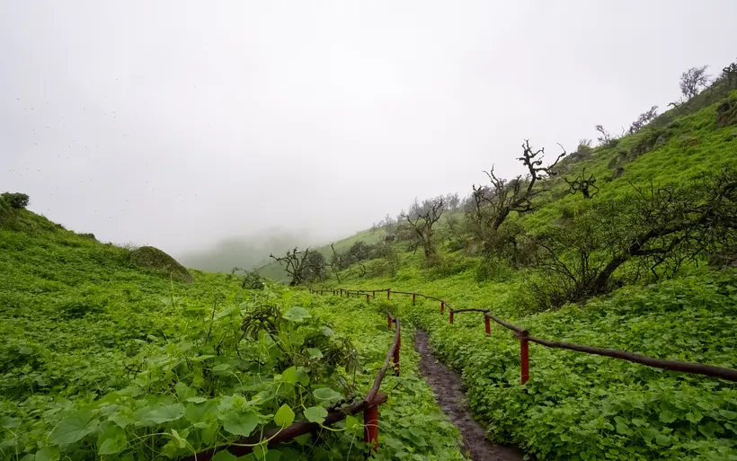 Sendero entre las colinas verdes y la neblina de la Reserva Nacional de Lachay